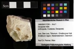 Foto (Objket + Etiketten) von Decapoda indet. 